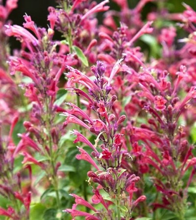 Mexican Giant Hyssop Acapulco® Deluxe Carmine Red